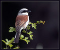 Rjavi_srakoper_Red_backed_shrike_02.jpg