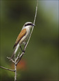 Rjavi_srakoper_Red_backed_shrike_03.jpg