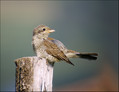 Rjavi_srakoper_Red_backed_shrike_05.jpg