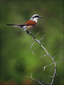 Rjavi_srakoper_Red_backed_shrike_06.jpg