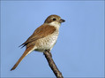 Rjavi_srakoper_Red_backed_shrike_07.jpg
