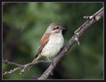 Rjavi_srakoper_Red_backed_shrike_08.jpg