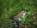 Rjavi_srakoper_Red_backed_shrike_09.jpg