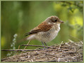 Rjavi_srakoper_Red_backed_shrike_10.jpg