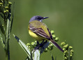Rumena_pastirica_Yellow_wagtail_01.jpg