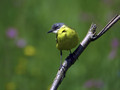 Rumena_pastirica_Yellow_wagtail_02.jpg
