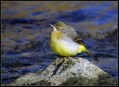 Rumena_pastirica_Yellow_wagtail_03.jpg