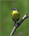 Rumena_pastirica_Yellow_wagtail_04.jpg