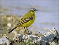 Rumena_pastirica_Yellow_wagtail_05.jpg