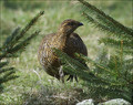 Rusevec_Black_grouse_01.jpg