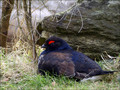 Rusevec_Black_grouse_02.jpg