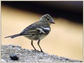 Scinkavec_Chaffinch_02.jpg