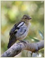 Scinkavec_Chaffinch_03.jpg