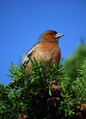 Scinkavec_Chaffinch_04.jpg
