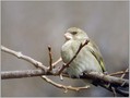 Scinkavec_Chaffinch_05.jpg