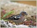 Scinkavec_Chaffinch_07.jpg
