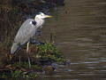 Siva__caplja_Grey_heron_01.jpg