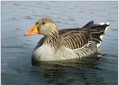 Siva_gos_Greylang_goose_04.jpg