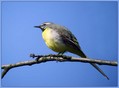 Siva_pastirica_Grey_wagtail_01.jpg