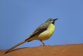 Siva_pastirica_Grey_wagtail_02.jpg