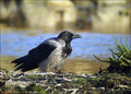 Siva_vrana_Hooded_crow_01.jpg