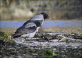 Siva_vrana_Hooded_crow_02.jpg