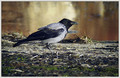 Siva_vrana_Hooded_crow_03.jpg