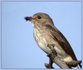Sivi_muhar_Spotted_flycatcher_02.jpg