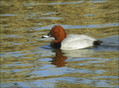 Sivka_Pochard_01.jpg
