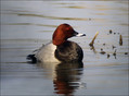Sivka_Pochard_02.jpg
