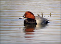 Sivka_Pochard_03.jpg
