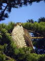 Skobec_Sparrowhawk_05.jpg