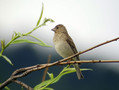 Skrlatec_Scarlet_rosefinch_01.jpg