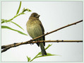 Skrlatec_Scarlet_rosefinch_04.jpg