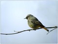 Smarnica_Black_redstart_03.jpg