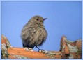 Smarnica_Black_redstart_04.jpg