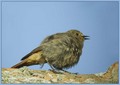 Smarnica_Black_redstart_05.jpg