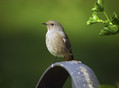 Smarnica_Black_redstart_06.jpg