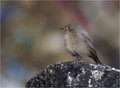Smarnica_Black_redstart_07.jpg