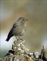 Smarnica_Black_redstart_08.jpg