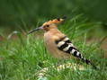 Smrdokavra_Hoopoe_01.jpg