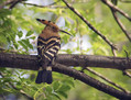 Smrdokavra_Hoopoe_02.jpg