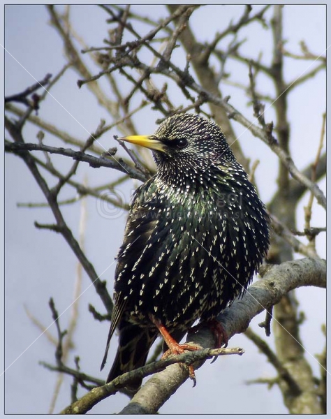 Klikni za ogled večje slike