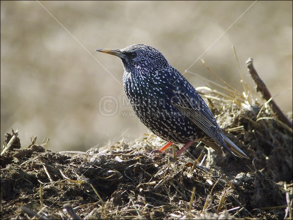 Klikni za ogled večje slike