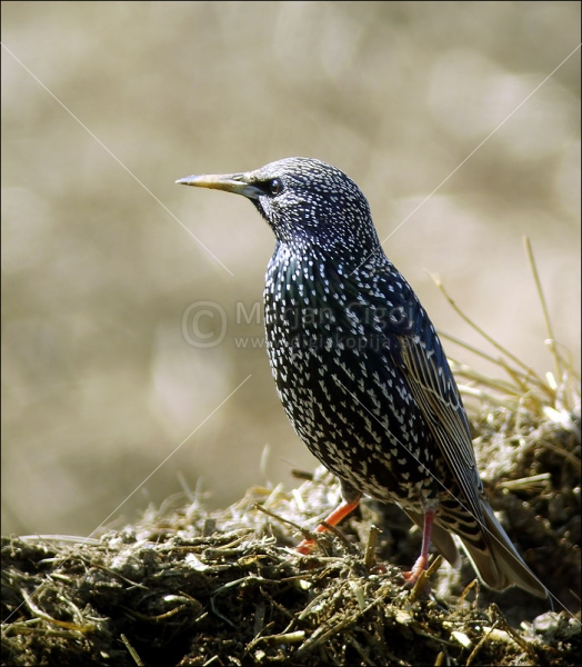 Klikni za ogled večje slike