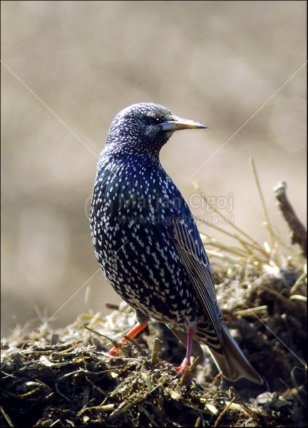 Klikni za ogled večje slike