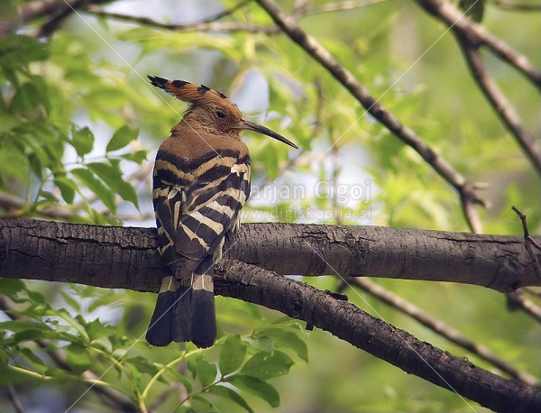 Klikni za ogled večje slike