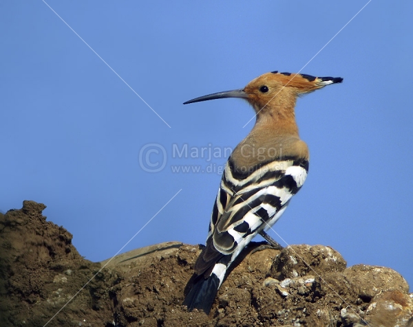 Klikni za ogled večje slike