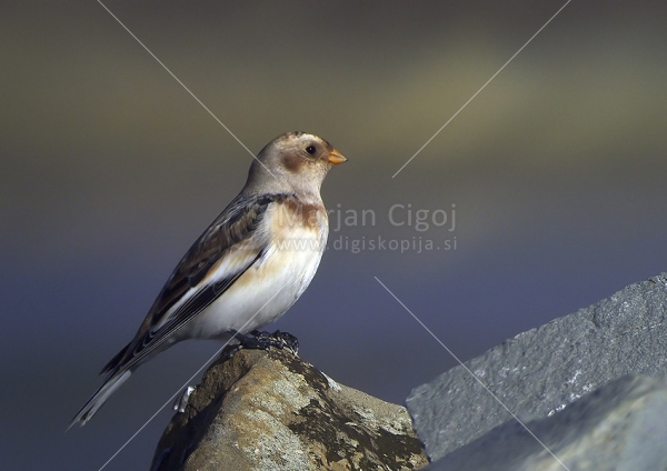 Klikni za ogled večje slike