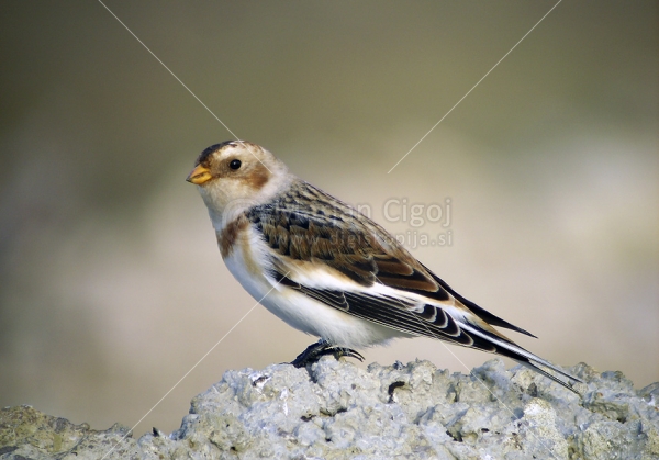 Klikni za ogled večje slike